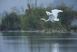 Czapla biała, Casmerodius albus, Ardea alba, Egretta alba