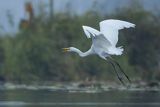 Czapla biała, Casmerodius albus, Ardea alba, Egretta alba