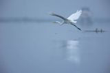 Czapla biała, Casmerodius albus, Ardea alba, Egretta alba