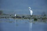 Czapla biała, Casmerodius albus, Ardea alba, Egretta alba