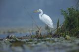 Czapla biała, Casmerodius albus, Ardea alba, Egretta alba