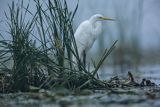 Czapla biała, Casmerodius albus, Ardea alba, Egretta alba