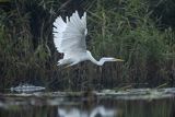 Czapla biała, Casmerodius albus, Ardea alba, Egretta alba