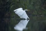 Czapla biała, Casmerodius albus, Ardea alba, Egretta alba