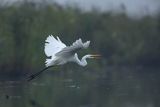 Czapla biała, Casmerodius albus, Ardea alba, Egretta alba