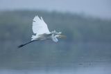 Czapla biała, Casmerodius albus, Ardea alba, Egretta alba