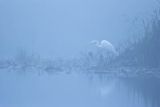 Czapla biała, Casmerodius albus, Ardea alba, Egretta alba