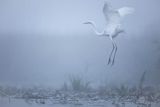 Czapla biała, Casmerodius albus, Ardea alba, Egretta alba