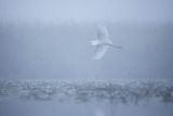 Czapla biała, Casmerodius albus, Ardea alba, Egretta alba