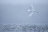 Czapla biała, Casmerodius albus, Ardea alba, Egretta alba