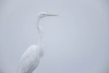 Czapla biała, Casmerodius albus, Ardea alba, Egretta alba