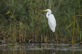 Czapla biała, Casmerodius albus, Ardea alba, Egretta alba