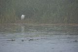 Czapla biała, Casmerodius albus, Ardea alba, Egretta alba