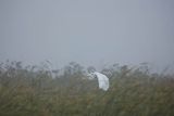 Czapla biała, Casmerodius albus, Ardea alba, Egretta alba