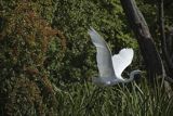 Czapla biała, Casmerodius albus, Ardea alba, Egretta alba