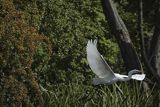 Czapla biała, Casmerodius albus, Ardea alba, Egretta alba