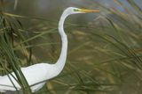 Czapla biała, Casmerodius albus, Ardea alba, Egretta alba