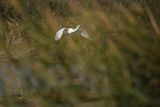 Czapla biała, Casmerodius albus, Ardea alba, Egretta alba