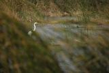 Czapla biała, Casmerodius albus, Ardea alba, Egretta alba