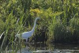 Czapla biała, Casmerodius albus, Ardea alba, Egretta alba