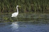 Czapla biała, Casmerodius albus, Ardea alba, Egretta alba