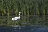 Czapla biała, Casmerodius albus, Ardea alba, Egretta alba