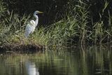 Czapla biała, Casmerodius albus, Ardea alba, Egretta alba