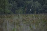 Czapla biała, Casmerodius albus, Ardea alba, Egretta alba