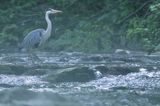 czapla siwa Ardea cinerea