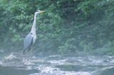 czapla siwa Ardea cinerea