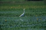 czapla biała Egretta alba)