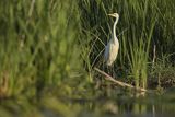 Czapla siwa, Ardea cinerea