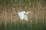 Czapla biała, Casmerodius albus, Ardea alba, Egretta alba