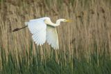 Czapla biała, Casmerodius albus, Ardea alba, Egretta alba