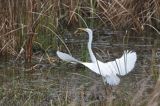 czapla biała, Casmerodius albus, Ardea alba, Egretta alba