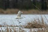 czapla biała, Casmerodius albus, Ardea alba, Egretta alba