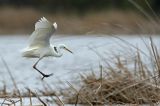 czapla biała, Casmerodius albus, Ardea alba, Egretta alba