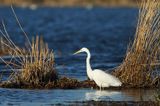 czapla biała, Casmerodius albus, Ardea alba, Egretta alba