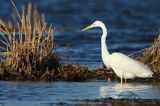 czapla biała, Casmerodius albus, Ardea alba, Egretta alba