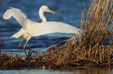 czapla biała, Casmerodius albus, Ardea alba, Egretta alba