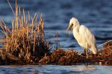 czapla biała, Casmerodius albus, Ardea alba, Egretta alba