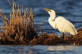 czapla biała, Casmerodius albus, Ardea alba, Egretta alba