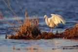 czapla biała, Casmerodius albus, Ardea alba, Egretta alba