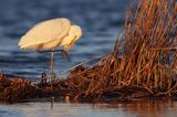 czapla biała, Casmerodius albus, Ardea alba, Egretta alba