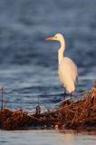 czapla biała, Casmerodius albus, Ardea alba, Egretta alba