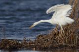 czapla biała, Casmerodius albus, Ardea alba, Egretta alba