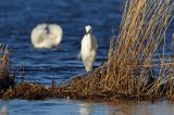 czapla biała, Casmerodius albus, Ardea alba, Egretta alba