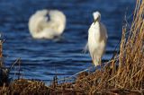 czapla biała, Casmerodius albus, Ardea alba, Egretta alba