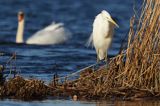 czapla biała, Casmerodius albus, Ardea alba, Egretta alba