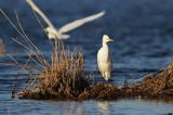 czapla biała, Casmerodius albus, Ardea alba, Egretta alba